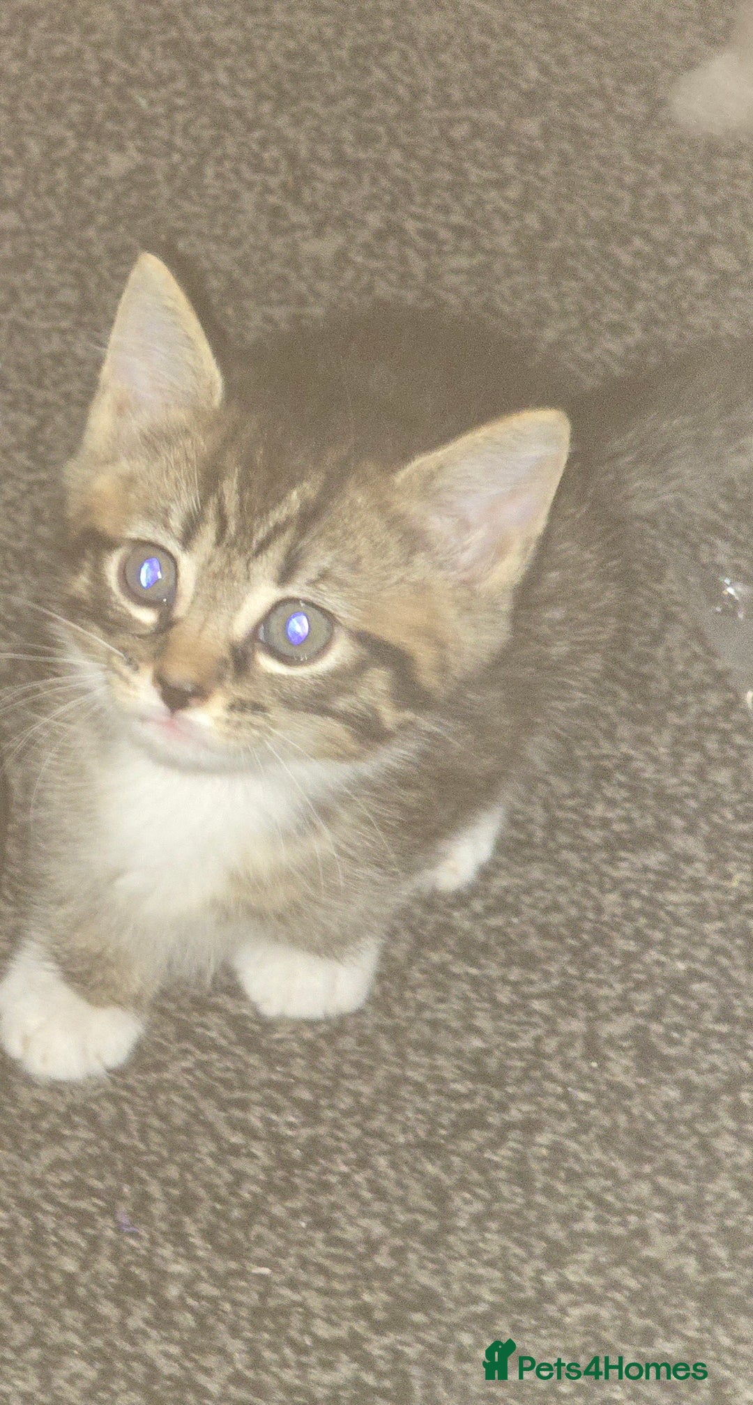 Mixed Breed cats for sale: Mainecoon x domestic  - Image 2