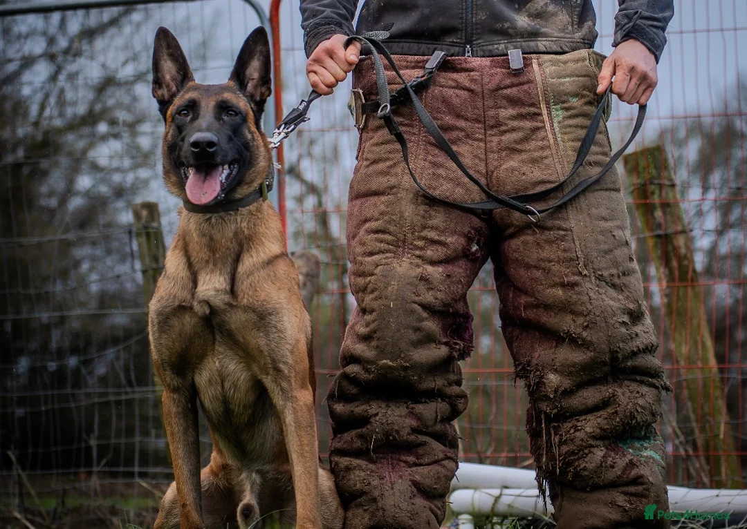 Belgian Shepherd Dog dogs for stud: Dutch Herder - Advert 2