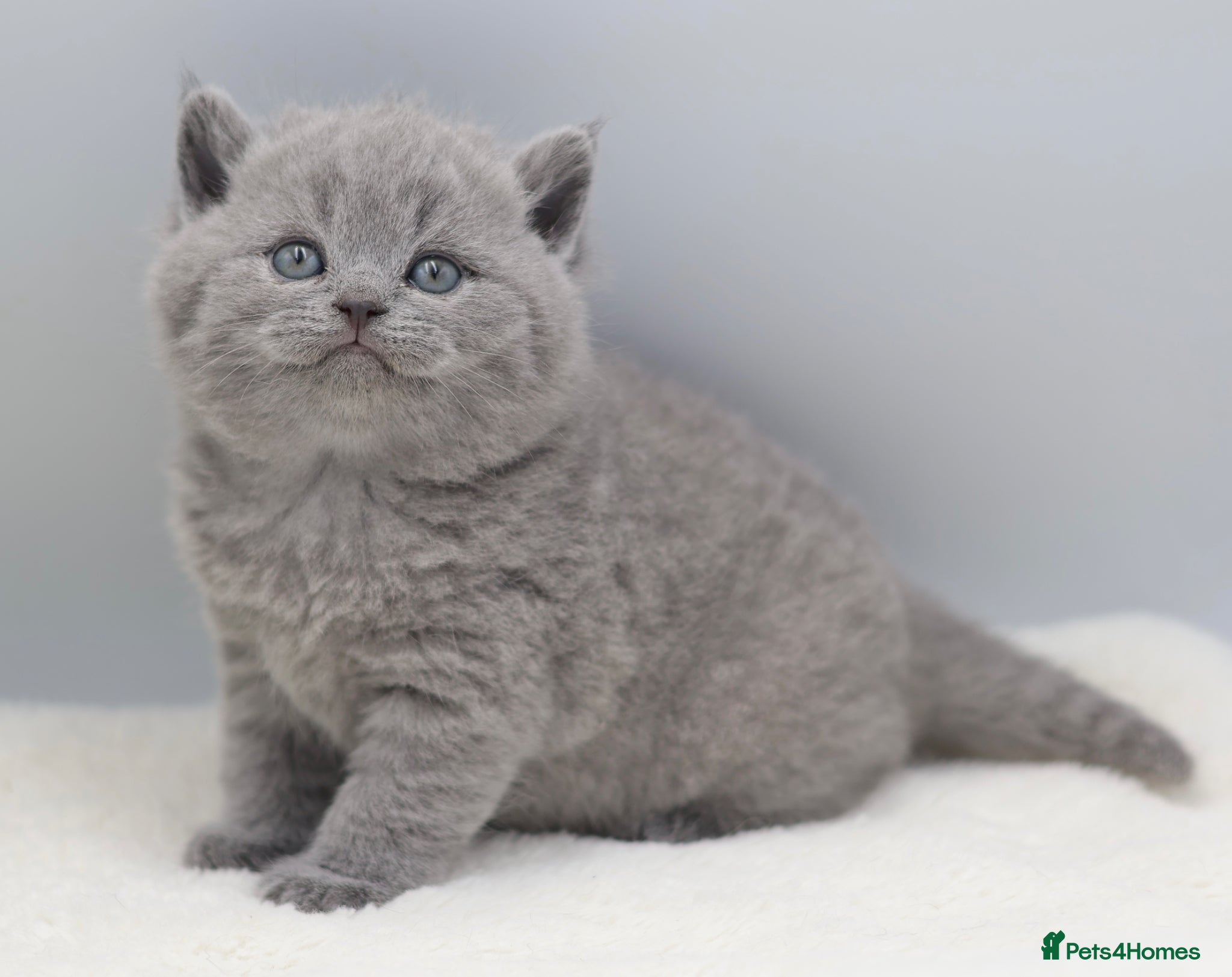 British Shorthair cats for sale: PEDIGREE REGISTERED CHUNKY BRITISH SHORTHAIRS - Advert 1