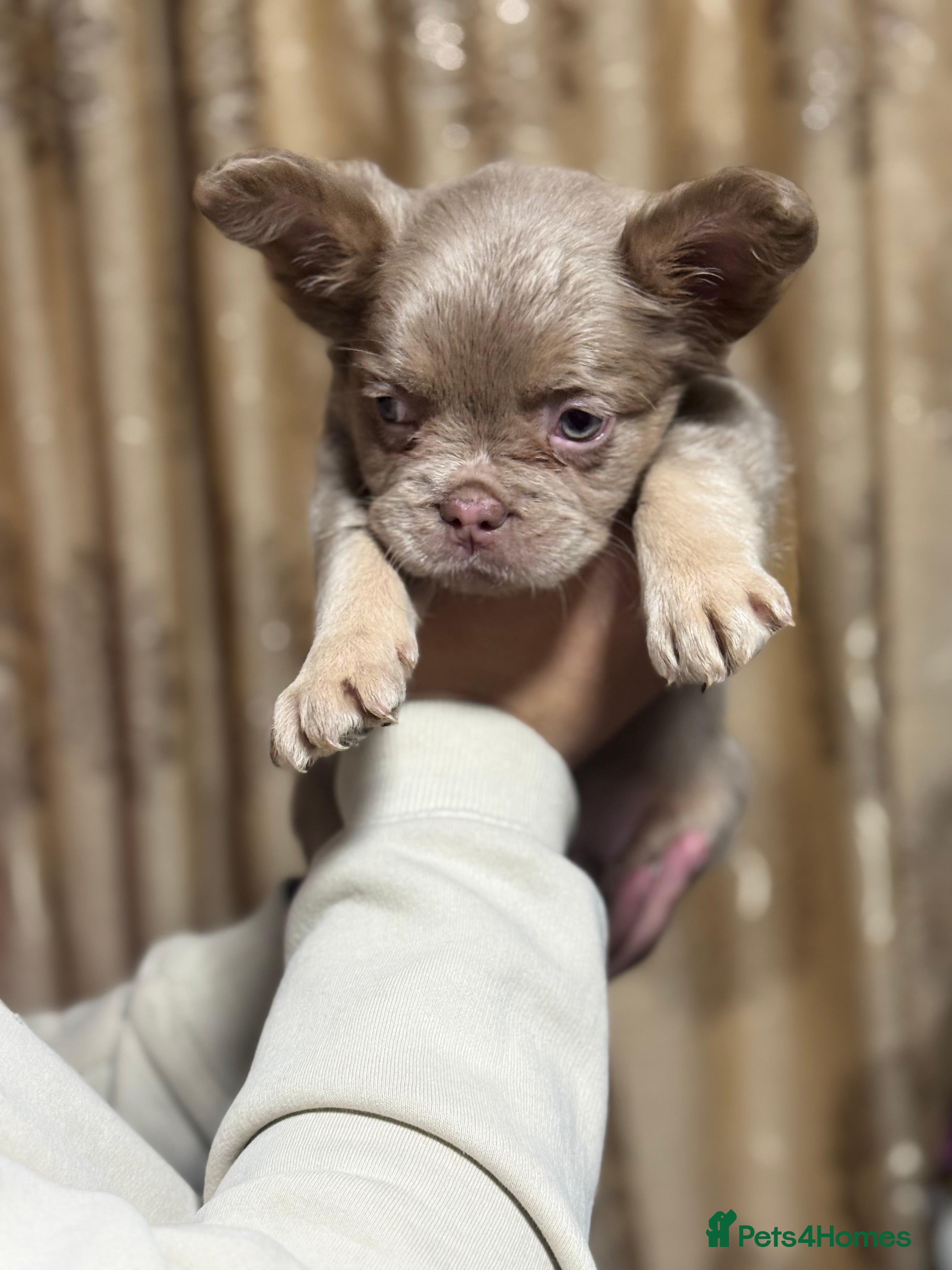 French Bulldog dogs Visual fluffy frenchie - Advert 14