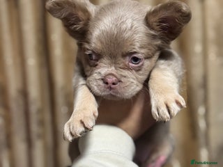 French Bulldog dogs Visual fluffy frenchie - Advert 5