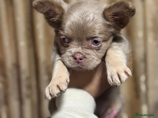 French Bulldog dogs Visual fluffy frenchie - Advert 20