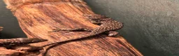 Lizard reptiles for sale: Baby jewelled lacerta  european eyed lizards - Advert 2
