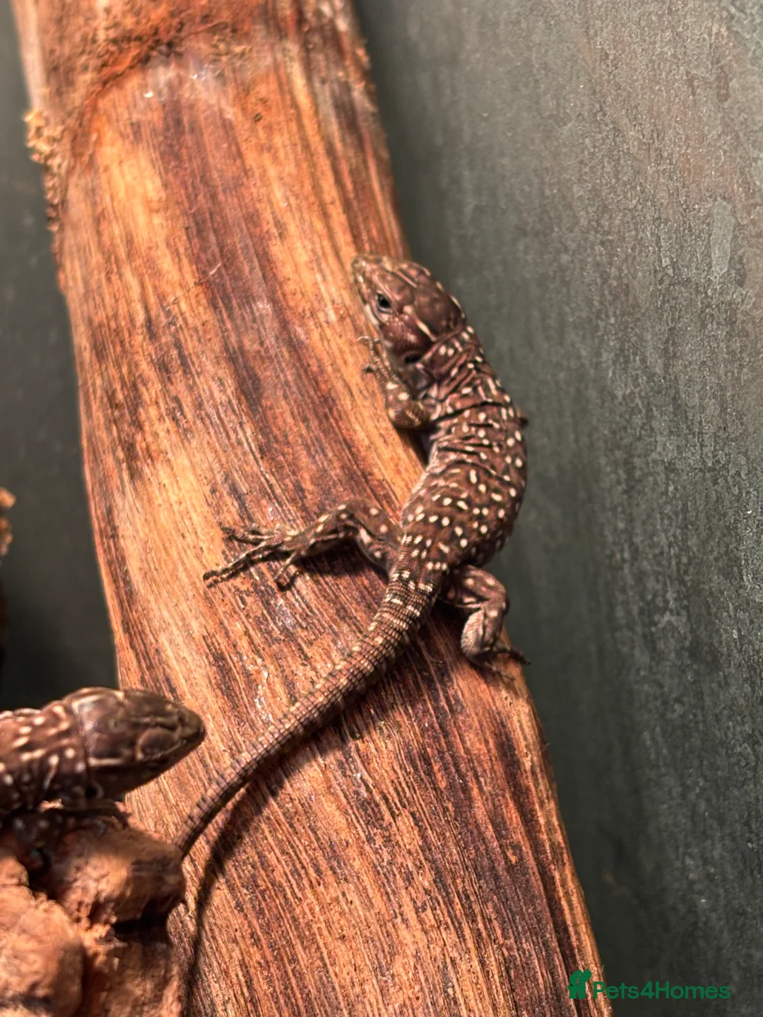 Lizard reptiles for sale: Baby jewelled lacerta  european eyed lizards - Advert 2