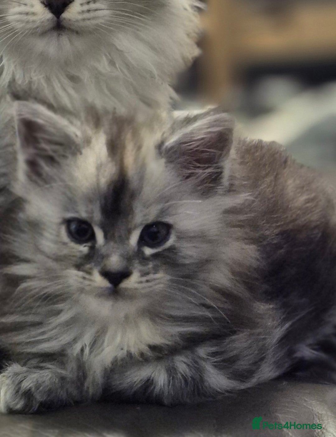 Maine Coon cats for sale: Beautiful kittens available  in January  - Advert 8