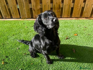 Cocker Spaniel dogs Fully Health Tested Black working cocker spaniel, in Larkhall - Advert 2
