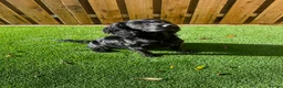 Cocker Spaniel dogs for stud: Fully Health Tested Black working cocker spaniel, in Larkhall - Advert 1
