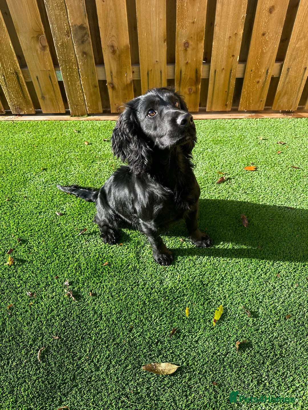 Cocker Spaniel dogs for stud: Fully Health Tested Black working cocker spaniel, in Larkhall - Advert 1