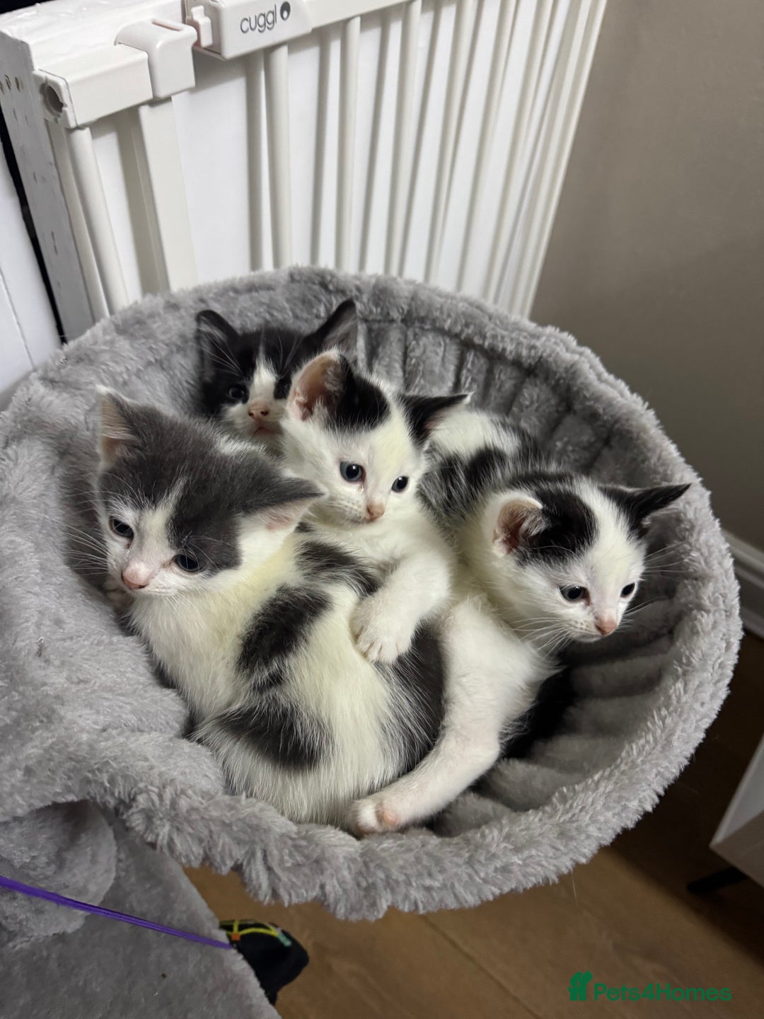Mixed Breed cats for sale: Kittens for sale  - Advert 3