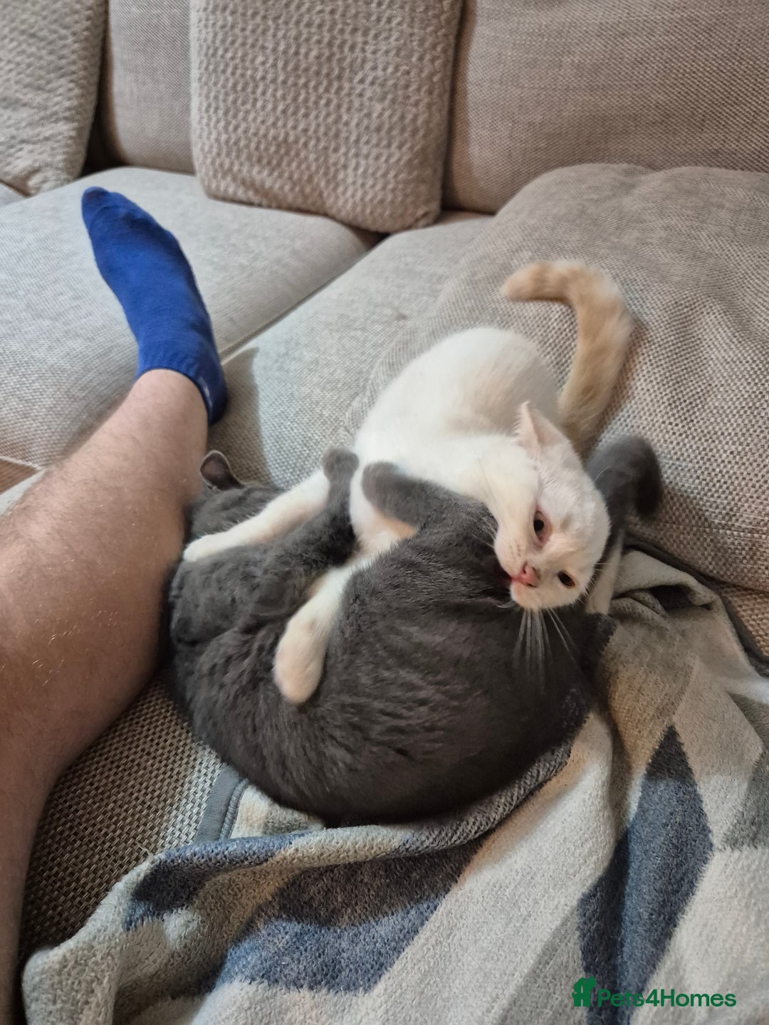 British Shorthair cats for sale: Male British Shorthair kittens - Image 3