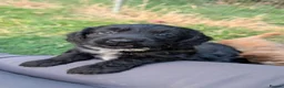 Cockapoo dogs for sale: Licensed breeder, health tested F1 cockapoos - Advert 2