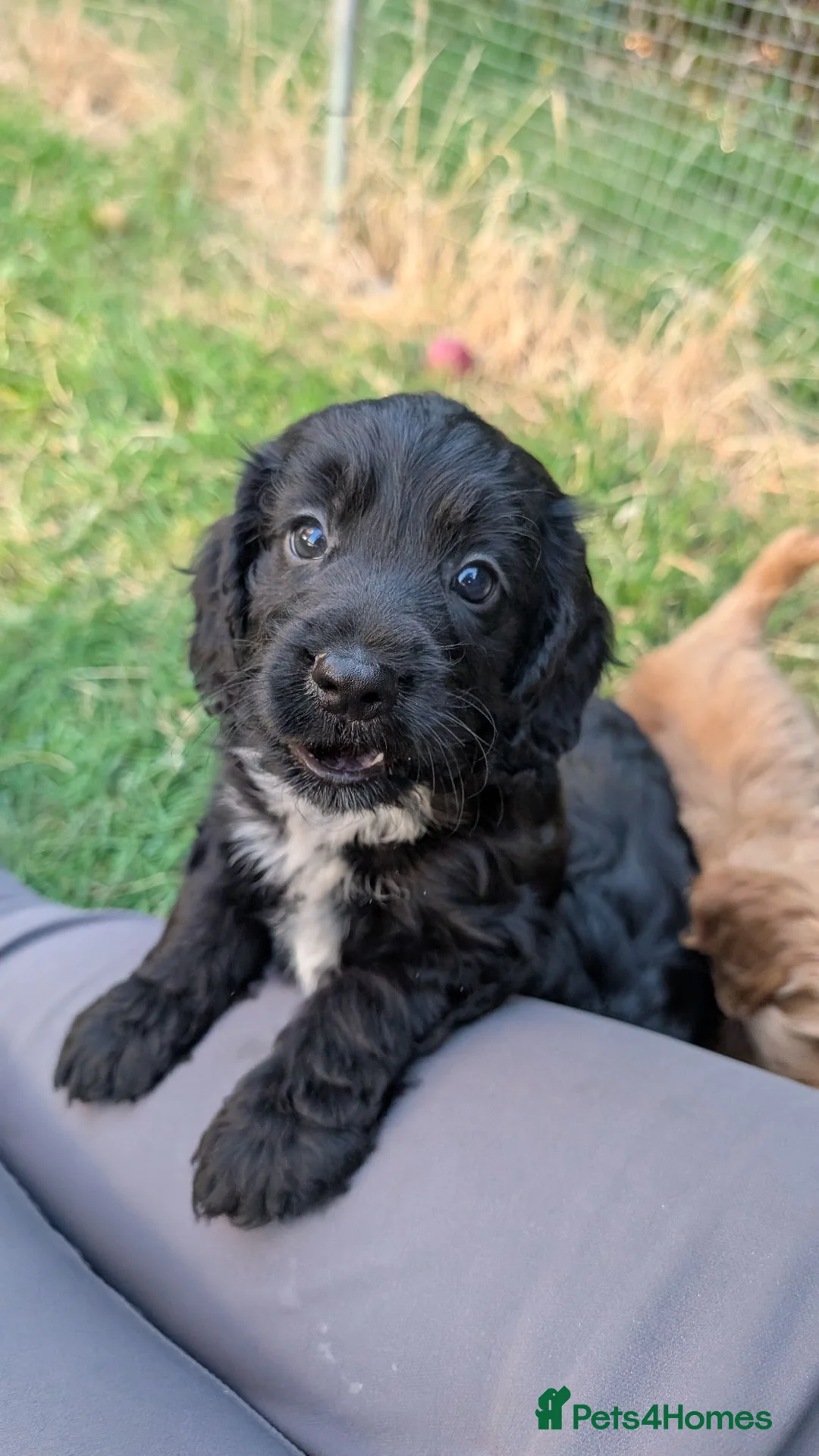 Cockapoo dogs for sale: Licensed breeder, health tested F1 cockapoos - Advert 2