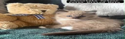 Ragdoll cats for sale: Ragdoll kittens - Advert 12