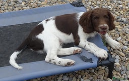English Springer Spaniel dogs for sale: Two Gorgeous Boy English Springer Spaniel Puppies  - Image 23