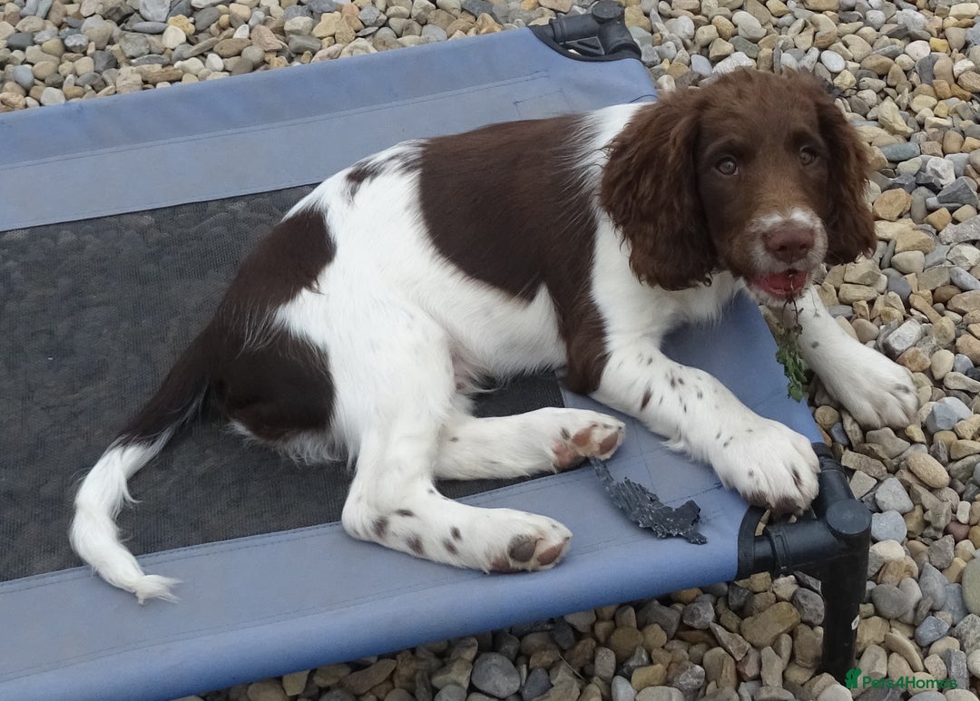 English Springer Spaniel dogs for sale: Two Gorgeous Boy English Springer Spaniel Puppies  - Image 23