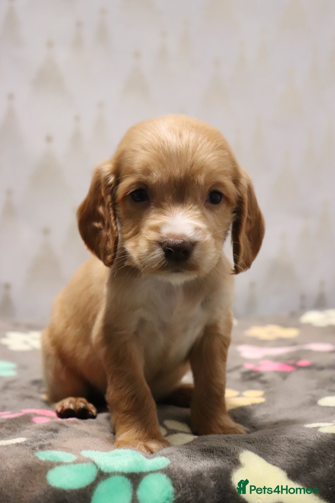 Cocker Spaniel dogs for sale: Fully Health Tested Cocker Spaniel Puppies  - Advert 32
