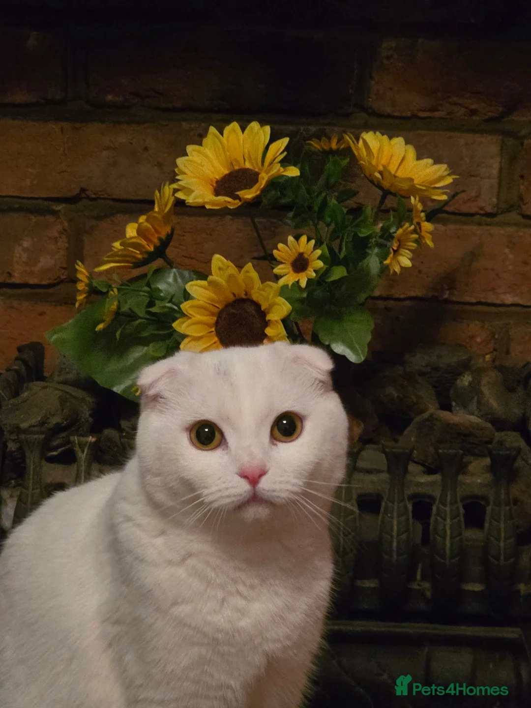 Scottish Fold cats for sale:  10-Month-Old Scottish Fold Boy in Stanmore - Advert 2