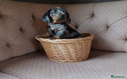 Miniature Dachshund dogs for sale: Gorgeous miniature dachshund puppies - Image 6
