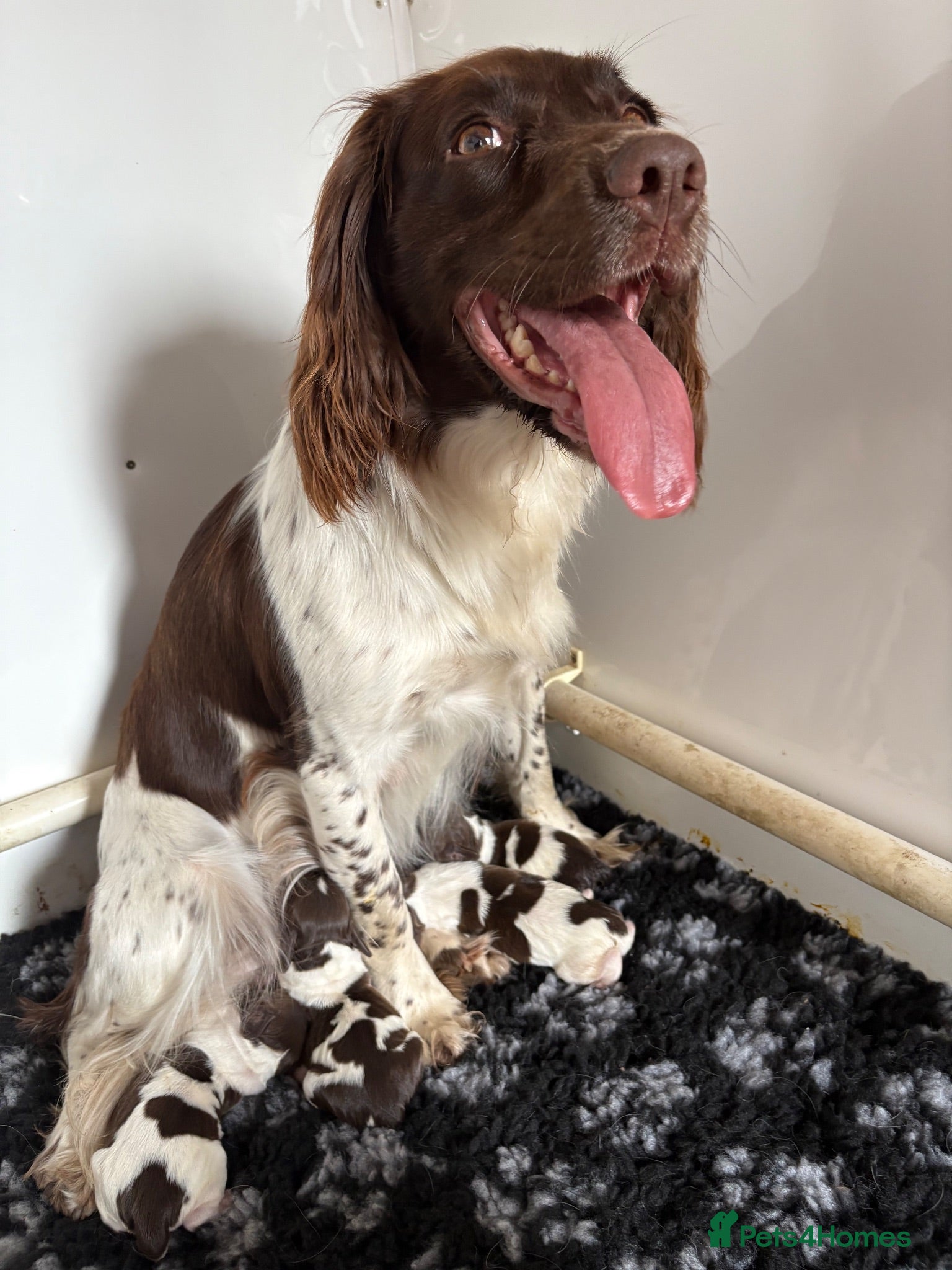 English Springer Spaniel dogs Exceptional bred springer spaniel puppies - Advert 5