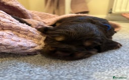 Cocker Spaniel dogs for sale: Cocker Spaniel Puppies- ready 17/12/25 - Advert 24