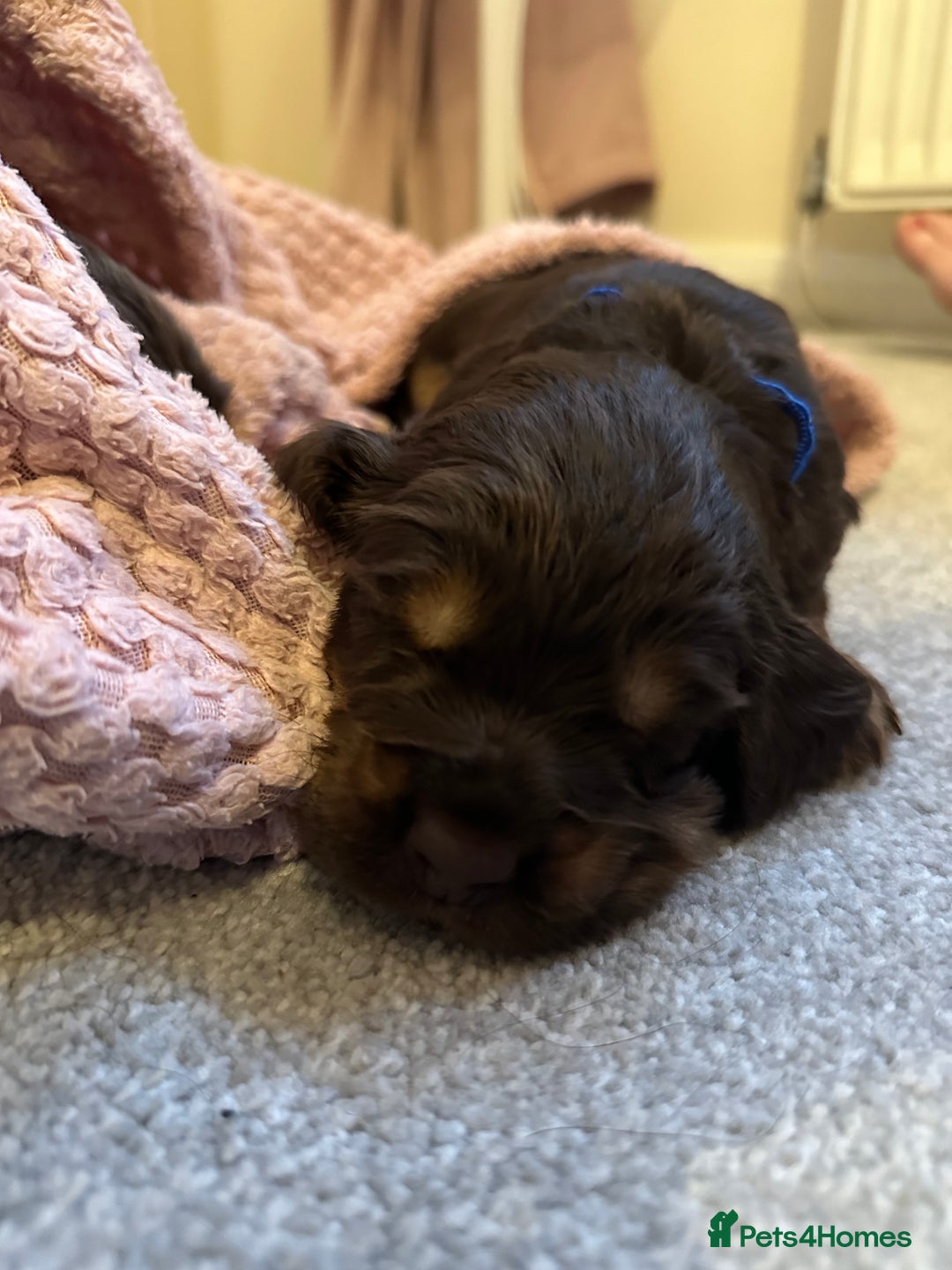 Cocker Spaniel dogs for sale: Cocker Spaniel Puppies- ready 17/12/25 - Advert 24