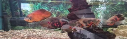 Cichlids fish for sale: Oscar Cichlid  - Advert 4