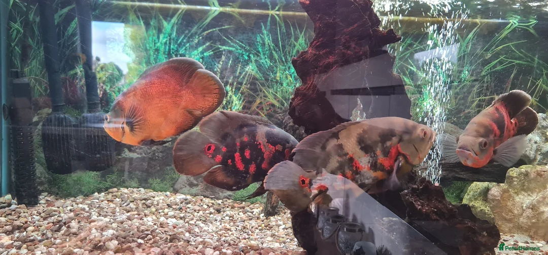 Cichlids fish for sale: Oscar Cichlid  - Advert 4