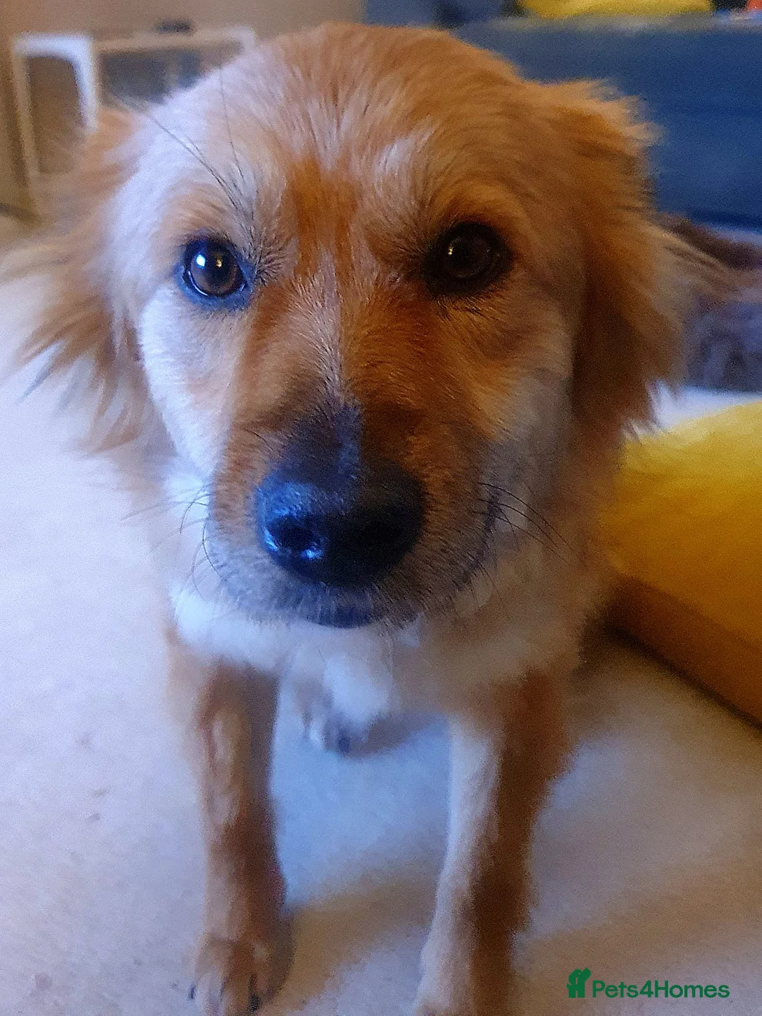 Mixed Breed dogs for adoption: Enid 🧡 - Advert 3