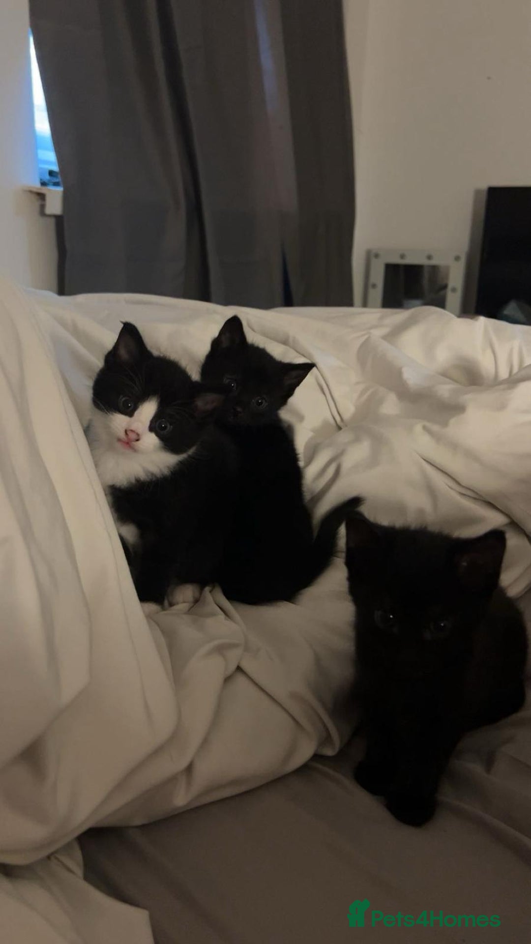 Mixed Breed cats for sale: Shy, but playful kittens - Image 5