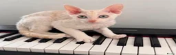 Devon Rex cats for sale: Gorgeous Devon Rex Kitten - Advert 1