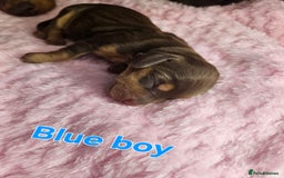 Miniature Dachshund dogs for sale: Miniature Dachshunds - Image 2