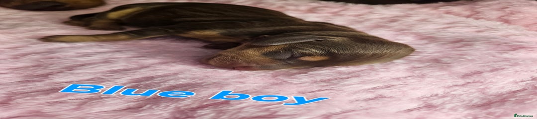 Blue boy