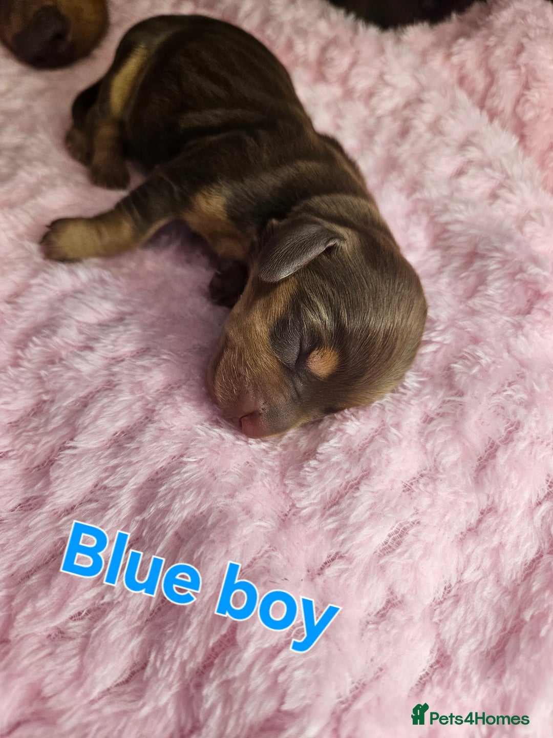 Miniature Dachshund dogs for sale: Miniature Dachshunds - Image 2