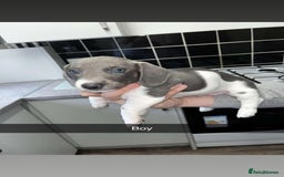 Miniature Dachshund dogs for sale: Adorable Miniature Dachshund Puppies  - Image 3