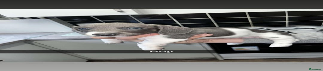 Miniature Dachshund Puppy 1