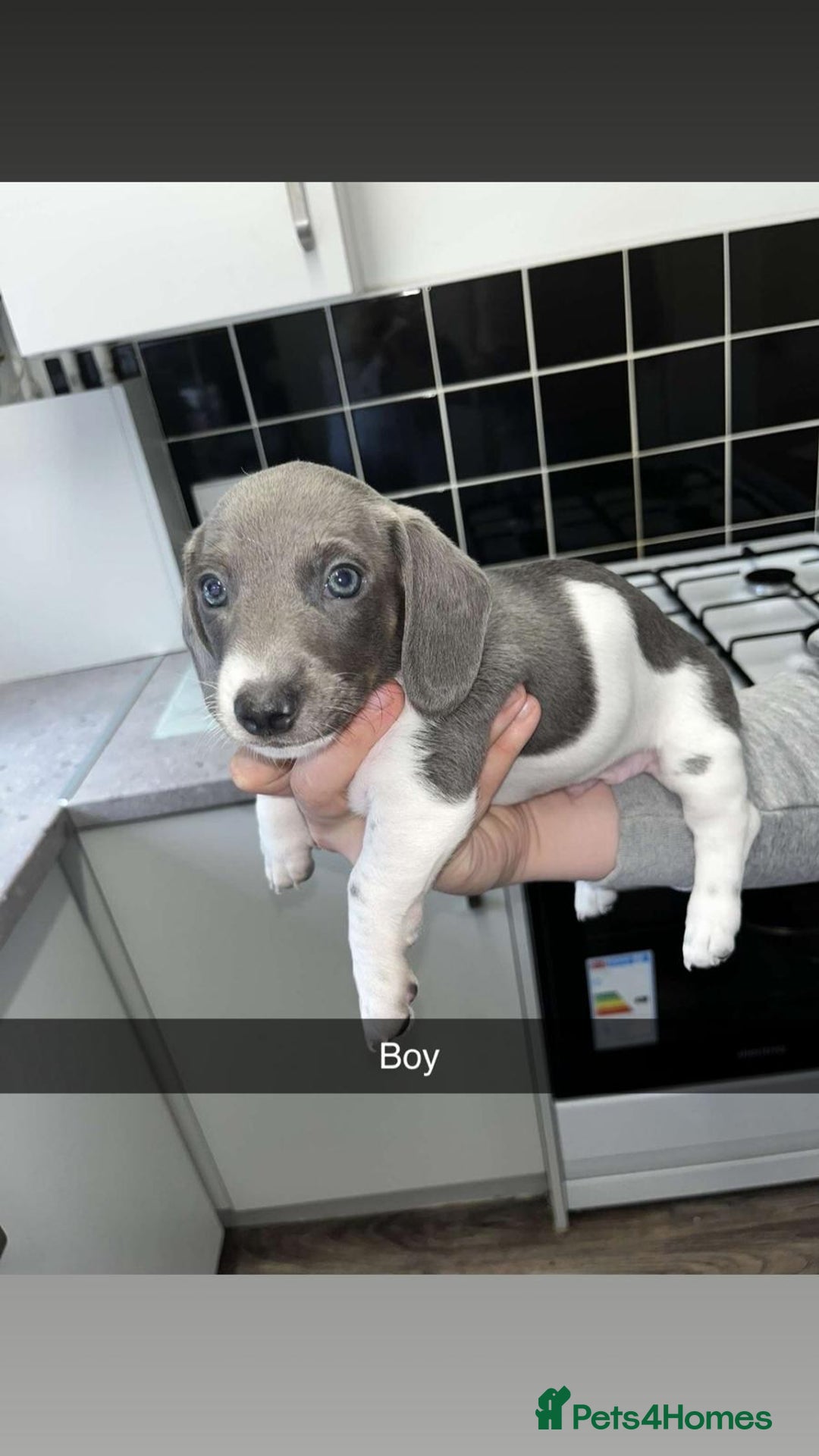 Miniature Dachshund dogs for sale: Adorable Miniature Dachshund Puppies  - Image 3