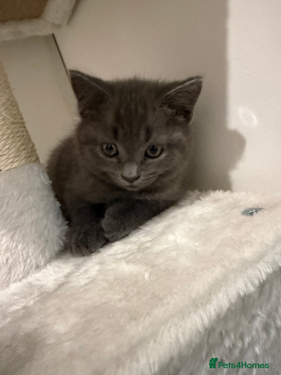 British Shorthair cats for sale: Beautiful Female Kittens Half British Shorthair - Advert 8