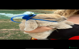 Mini Lop rabbits for sale: Bonded mini lop pair  - Image 4