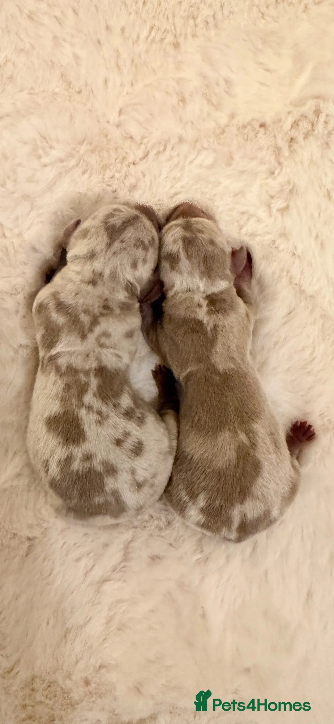Miniature Dachshund dogs for sale: Miniature Isabella Dapple Dachshunds  in York - Advert 1