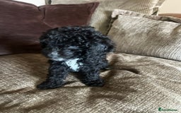 Cockapoo dogs for sale: Reduced!!! Last 2 ready now, F1B Cockapoos in Whitley Bay - Image 18