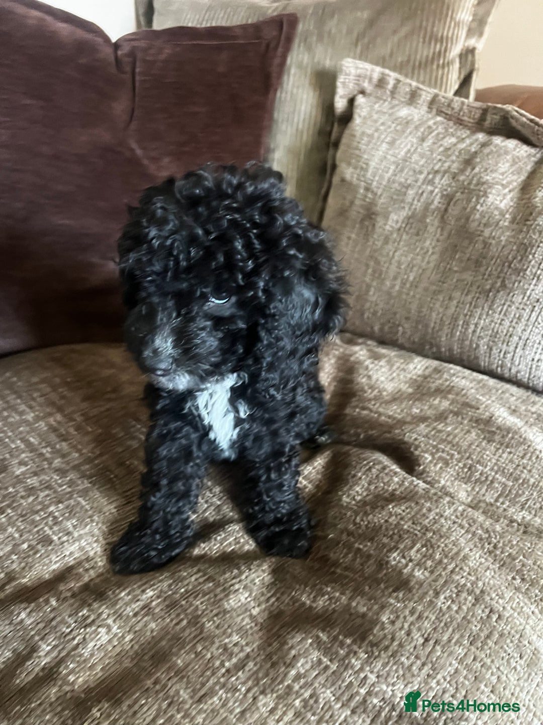 Cockapoo dogs for sale: Reduced!!! Last 2 ready now, F1B Cockapoos in Whitley Bay - Image 18