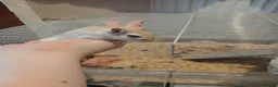 Gerbil rodents for sale: Gerbils in Havant - Advert 3