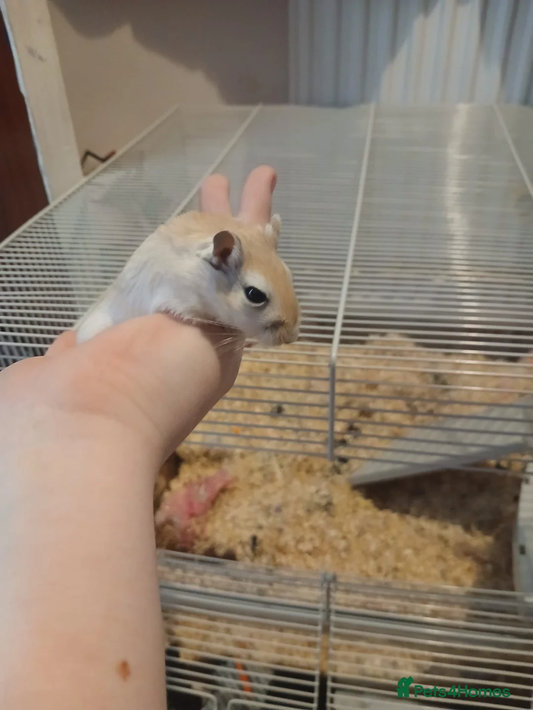 Gerbil rodents for sale: Gerbils in Havant - Advert 3