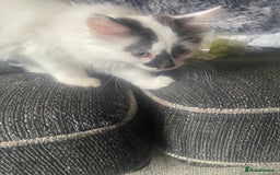 Mixed Breed cats for sale: 4 beautiful male kitten  - Image 11