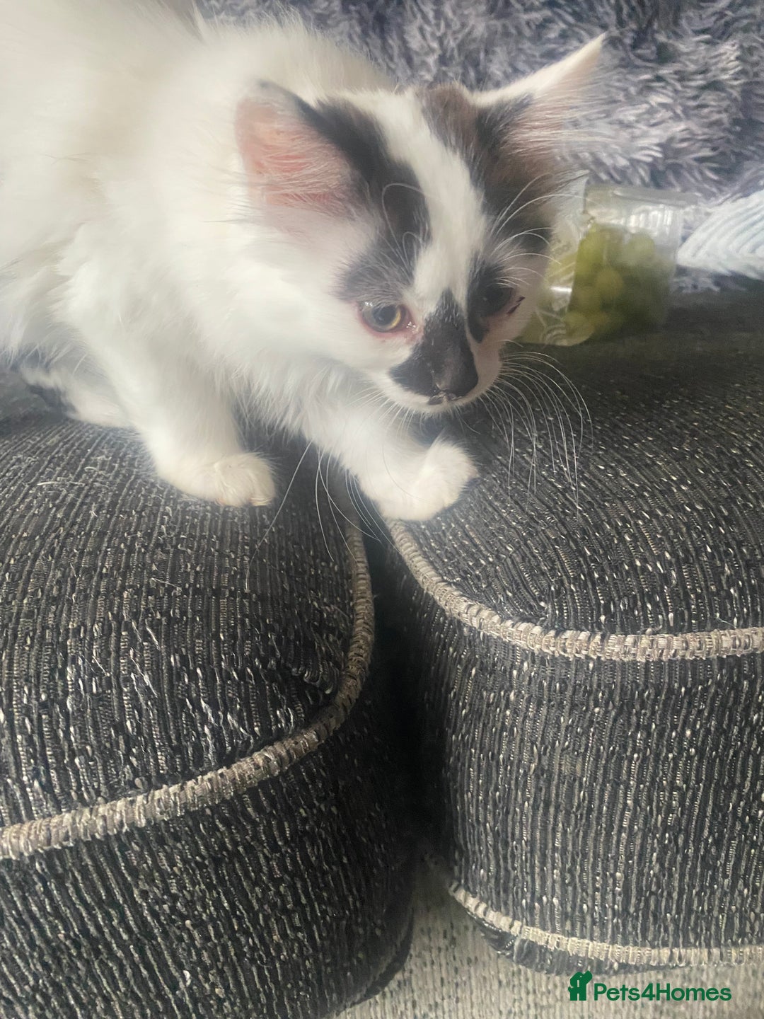 Mixed Breed cats for sale: 4 beautiful male kitten  - Image 11