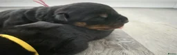 Rottweiler dogs for sale: RKC Registered Traditional Rottweiler Puppies  - Advert 5