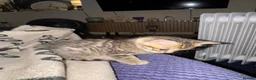 Bengal cats for sale: Cashmere bengals - Advert 15