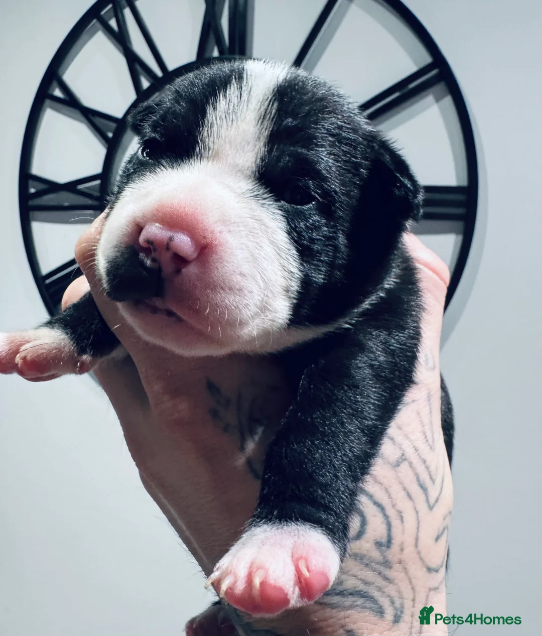 Staffordshire Bull Terrier dogs for sale: Staffordshire bull terrier 3 males  - Advert 14