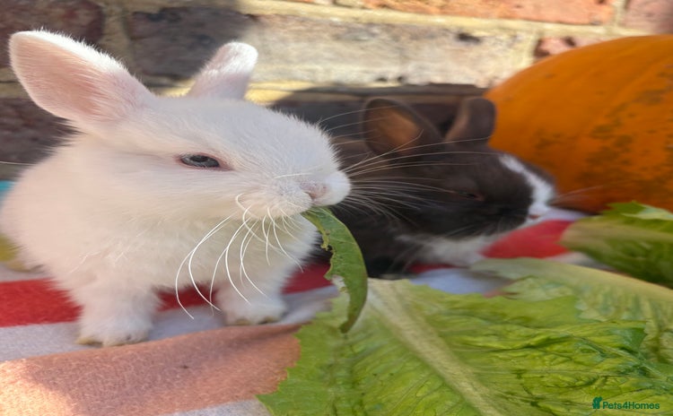 Netherland Dwarf rabbits - Advert 8