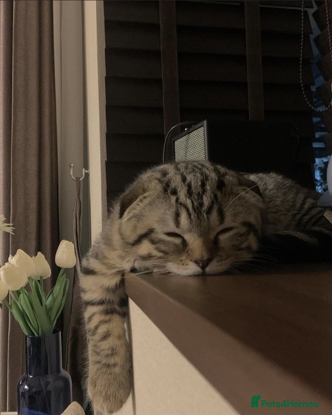 Scottish Fold cats for sale: Scottish fold male in Bedworth - Image 3